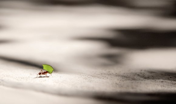 Eine Ameise trägt ein grünes Blatt. 
