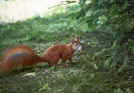 Ein Eichhörnchen sitzt neben einem Nadelbaum. 