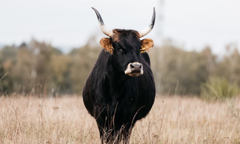 Heckrinder und Wisente, die europäischen Bisons, sind ideale Landschaftspfleger.